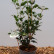 Osmanthus heterophyllus - 25-30