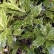 Osmanthus heterophyllus ‘Goshiki’ - 25-30