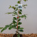 Parrotia persica ‘Bella’ - 60-80