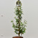 Parrotia persica ‘Persian Spire’ - 60-80