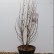Parrotia persica ‘Persian Spire‘ - 80-100