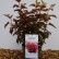 Physocarpus opulifolius ‘Little Angel‘ ® - 40-50