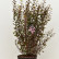 Physocarpus opulifolius Little Joker - 60-80