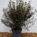Physocarpus opulifolius Little Joker - 60-80/-