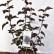 Physocarpus opulifolius Midnight - 50-60