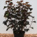 Physocarpus opulifolius Midnight - 60-80