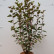 Physocarpus opulifolius ‘Red Baron‘ - 60-80