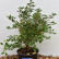 Prunus incisa ‘Kojou-no-mai‘ - 30-40