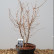 Prunus incisa ‘Kojou-no-mai‘ - 50-60