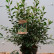 Prunus lusitanica ‘Variegata’ - 80-100