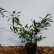 Prunus laurocerasus ‘Zabeliana‘ - 40-50