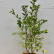 Prunus nipponica ‘Ruby‘ - 80-100