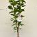 Prunus serrulata ‘Amanogawa‘ - 80-100