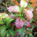 Parrotia persica ‘Persian Spire‘ - 60-80