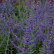 Perovskia atriplicifolia ‘Blue Spire‘ - 25-30