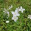 Philadelphus ‘Silberregen‘ - 40-50