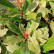 Photinia serratifolia Pink Crispy - 30-35