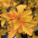 Physocarpus opulifolius Amber Jubilee - 50-60