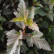 Physocarpus opulifolius Summer Wine - 50-60