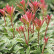 Pieris japonica ‘Little Heath‘ - 40-50