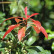 Pieris japonica ‘Red Mill’ - 20-25