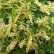 Pieris japonica ‘Sarabande‘ - 20-25