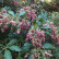 Pieris japonica ‘Valley Valentine‘ - 20-25