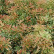 Pieris japonica ‘Variegata‘ - 20-25