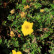 Potentilla fruticosa ‘Kobold’ - 15-20