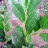 Prunus laurocerasus ‘Mano’ - 30-40