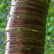 Prunus serrula - 125-150