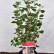 Ribes sanguineum Amore - 40-50