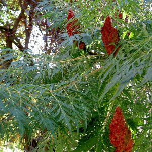 Rhus typhina ‘Dissecta’ - 100-125