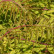 Rhus typhina ‘Tiger Eyes‘ - 40-50