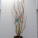 Salix erythroflexuosa - 125-150