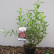 Salix gracilistyla ‘Mount Aso‘ - 50-60