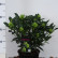 Skimmia japonica ‘Fragrant Cloud‘ - 30-35