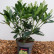 Skimmia japonica ‘Finchy‘ - 25-30