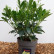 Skimmia japonica ‘Finchy‘ - 40-45