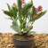 Skimmia japonica ‘Perosa‘ - 20-25
