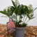 Skimmia japonica ‘Rubesta‘ - 20-25