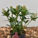 Skimmia japonica ‘Rubesta‘ - 20-25