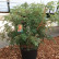 Sorbus commixta ‘Fireball‘ - 100-125