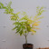 Sophora japonica ‘Flavi-rameus‘ - 80-100