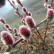 Salix gracilistyla ‘Mount Aso’ - 50-60