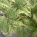 Sambucus racemosa ‘Sutherland Gold‘ - 30-40
