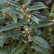 Sarcococca hookeriana humilis - 15-20