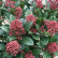 Skimmia japonica ‘Rubella‘ - 25-30