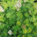 Sorbaria sorbifolia ‘Sem‘ - 60-80
