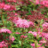 Spiraea japonica ‘Country Red‘ - 20-25